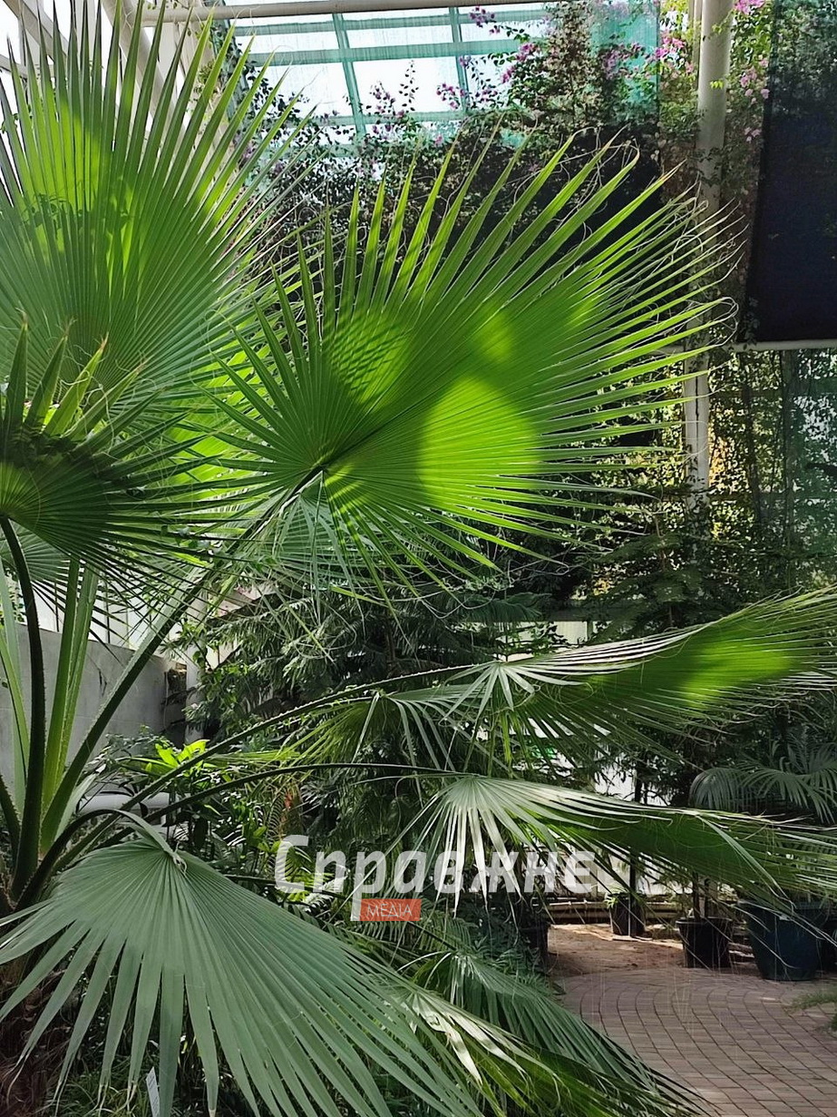 В оранжереях ботсада