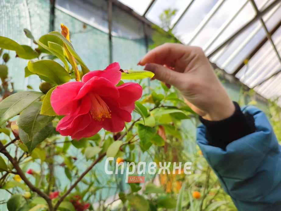 В оранжереях ботсада