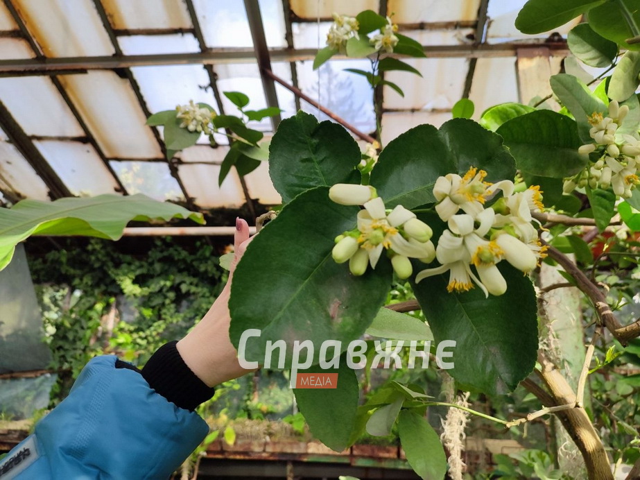 В оранжереях ботсада