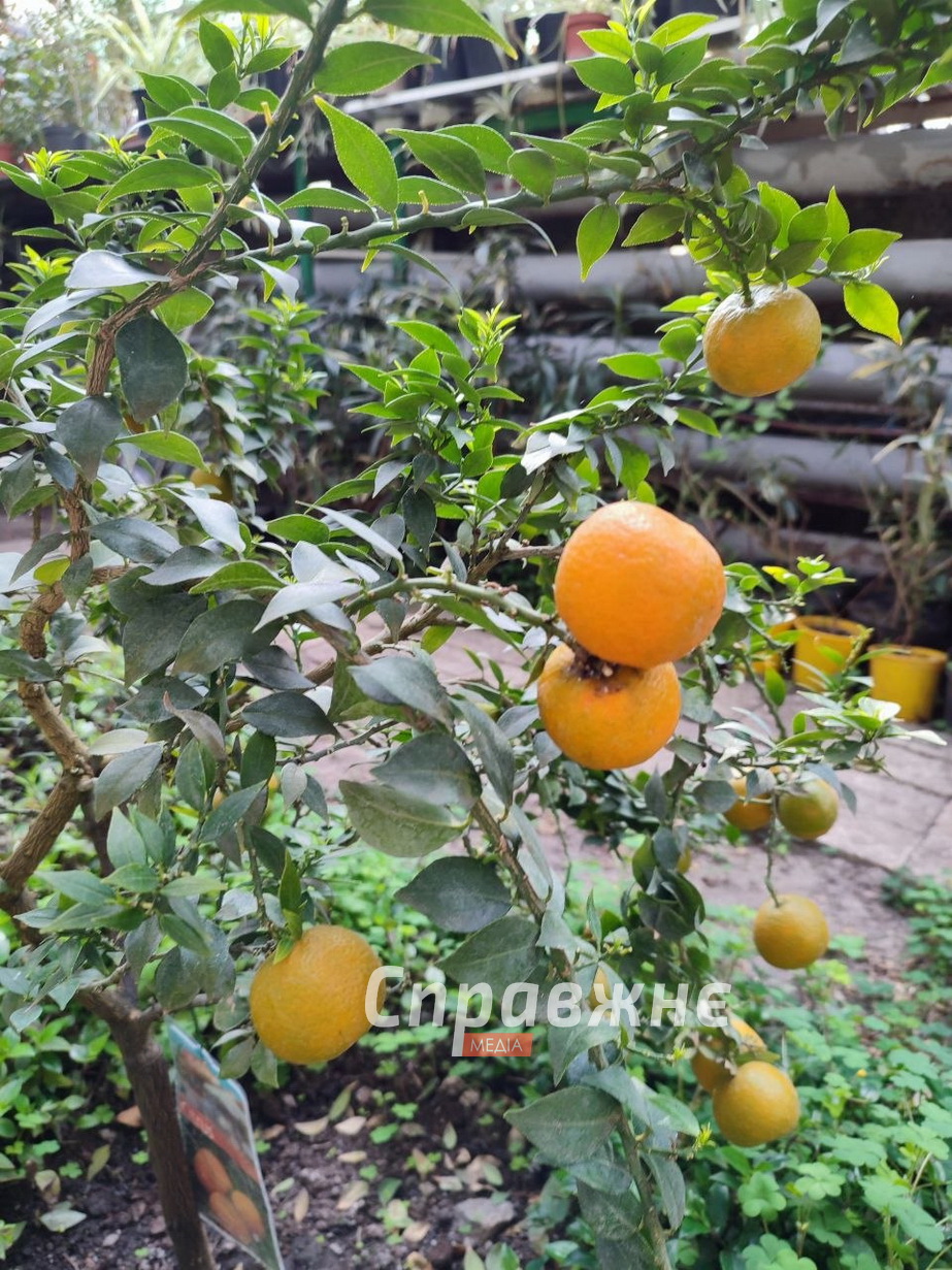 В оранжереях ботсада