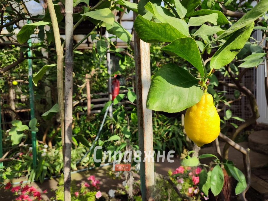 В оранжереях ботсада