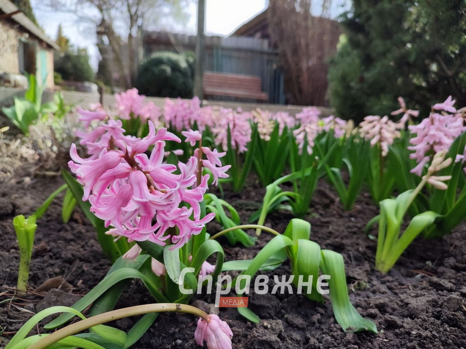 Цветение в ботсаду