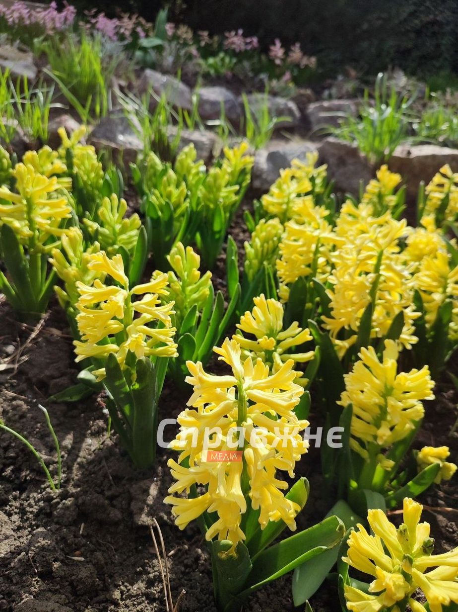 Цветение в ботсаду