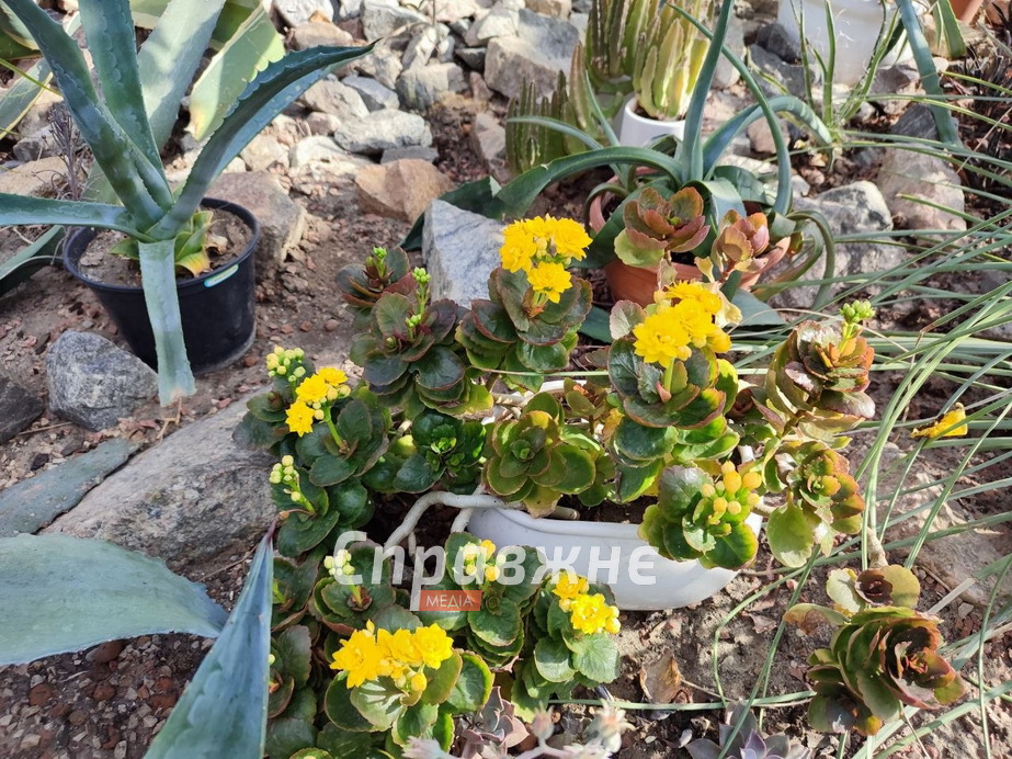 В оранжереях ботсада