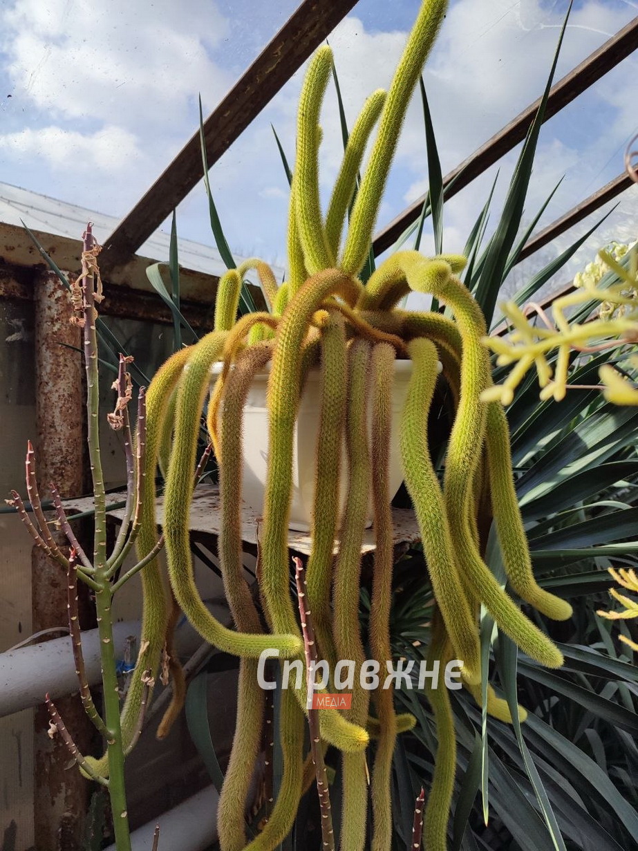 В оранжереях ботсада