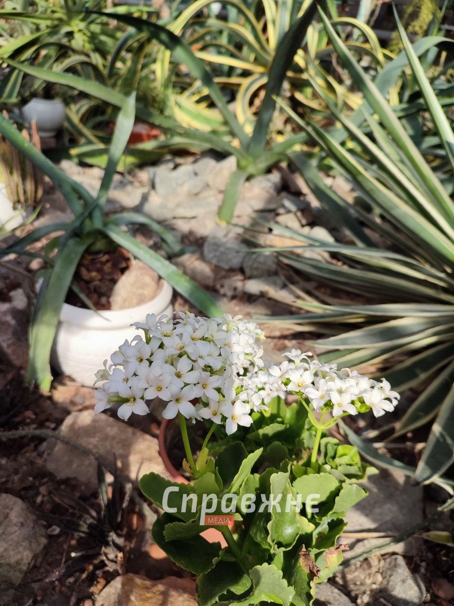 В оранжереях ботсада