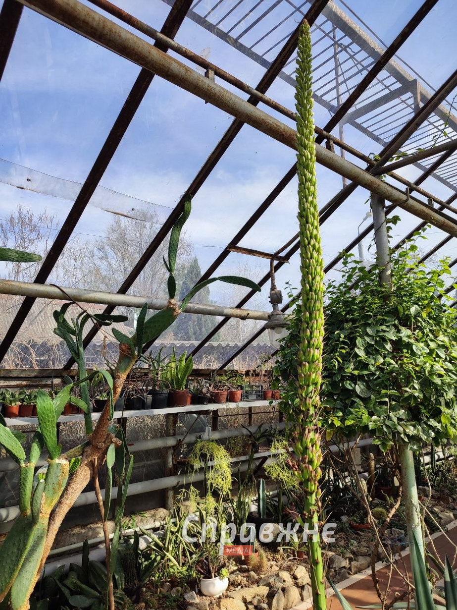 В оранжереях ботсада