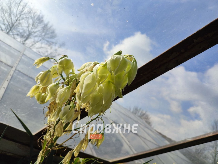 В оранжереях ботсада