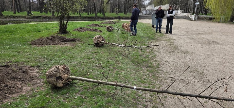 Высадка деревьев на берегу Мокрой