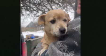 Волонтери вивезли 13 собак з прифронтового Оріхова на Запоріжжі &ndash; кадри