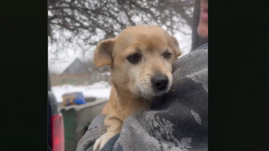 Волонтеры вывезли 13 собак из прифронтового Орехова на Запорожье &ndash; кадры