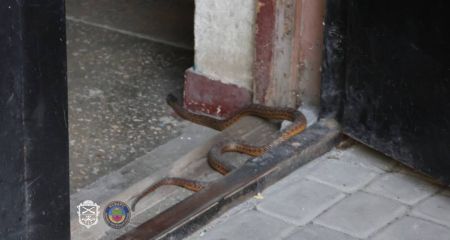 У запорізькій багатоповерхівці спіймали змію &ndash; кадри