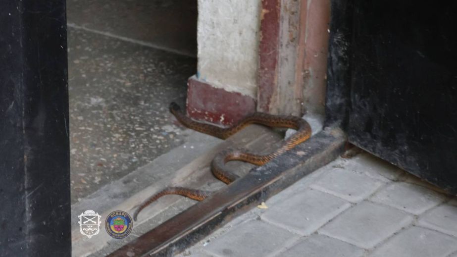 В запорожской многоэтажке поймали змею &ndash; кадры