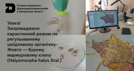 У Запоріжжі запровадили карантин через мармурового клопа