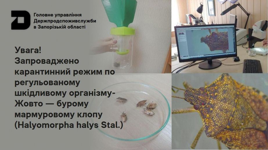 В Запорожье ввели карантин из-за мраморных клопов