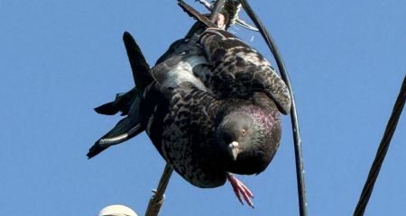 Голубя, запутавшегося в веревке на электропроводах, спасли запорожские чрезвычайники