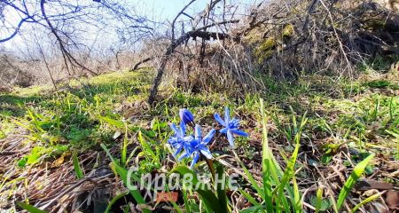 Хортиця вкрилася пролісками раніше, ніж зазвичай