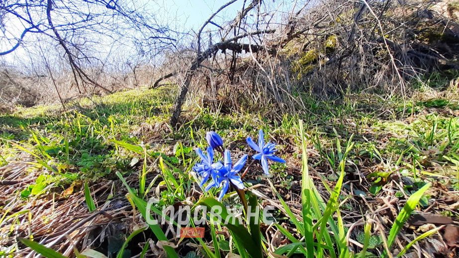 Хортиця вкрилася пролісками раніше, ніж зазвичай