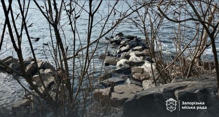 В рамках толоки запоріжці навели лад у мальовничому місці &ndash; кадри