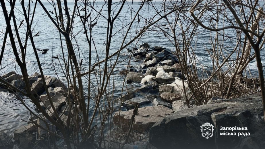 В рамках толоки запоріжці навели лад у мальовничому місці &ndash; кадри