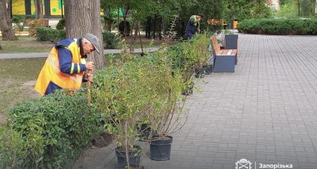 У запорізькому сквері висадили понад дві сотні квітучих кущів