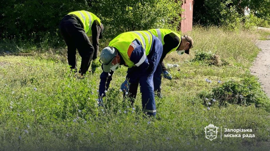 У старій частині Запоріжжя вручну знищують амброзію: як працює новий метод