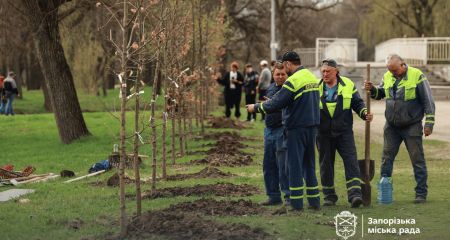 Алея зі ста молодих дубів з&rsquo;явилася в запорізькій "Дубовці" &ndash; кадри