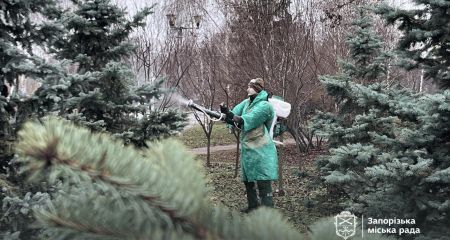 Ялинки обприскують спецрозчином у Запоріжжі: що відомо