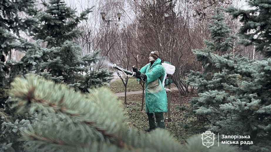 Ялинки обприскують спецрозчином у Запоріжжі: що відомо