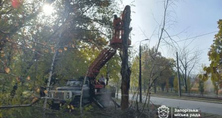 Дерева зносять у середмісті Запоріжжя – кадри