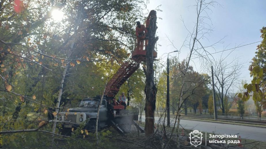 Деревья сносят в центре Запорожья – кадры