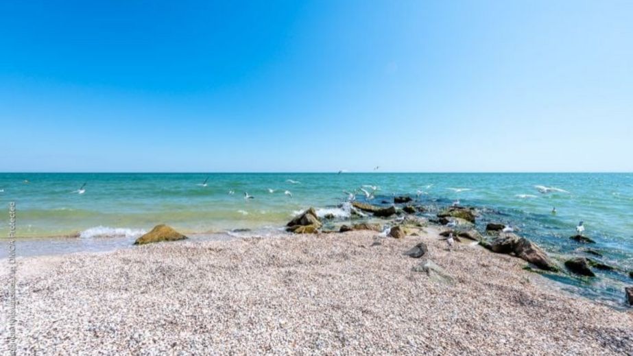 Осетер і експорт у Бразилію: які плани має ворог щодо Азовського моря на Запоріжжі