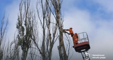У Дніпровському районі Запоріжжя спилюють дерева &ndash; куди віддадуть деревину