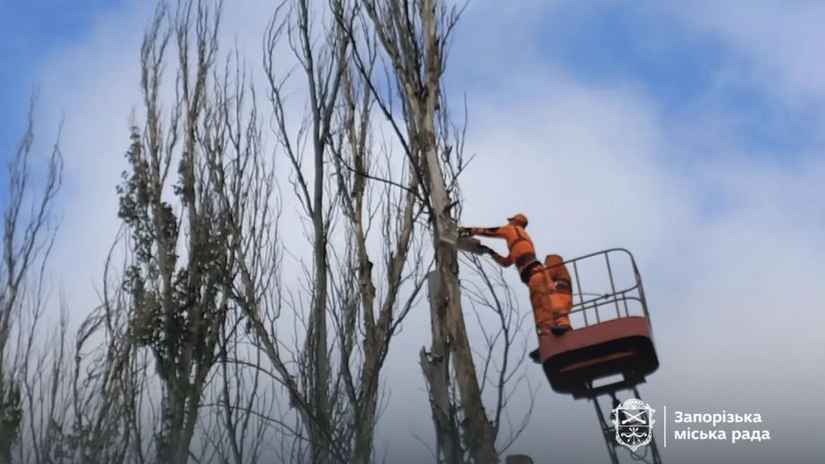 У Дніпровському районі Запоріжжя спилюють дерева &ndash; куди віддадуть деревину