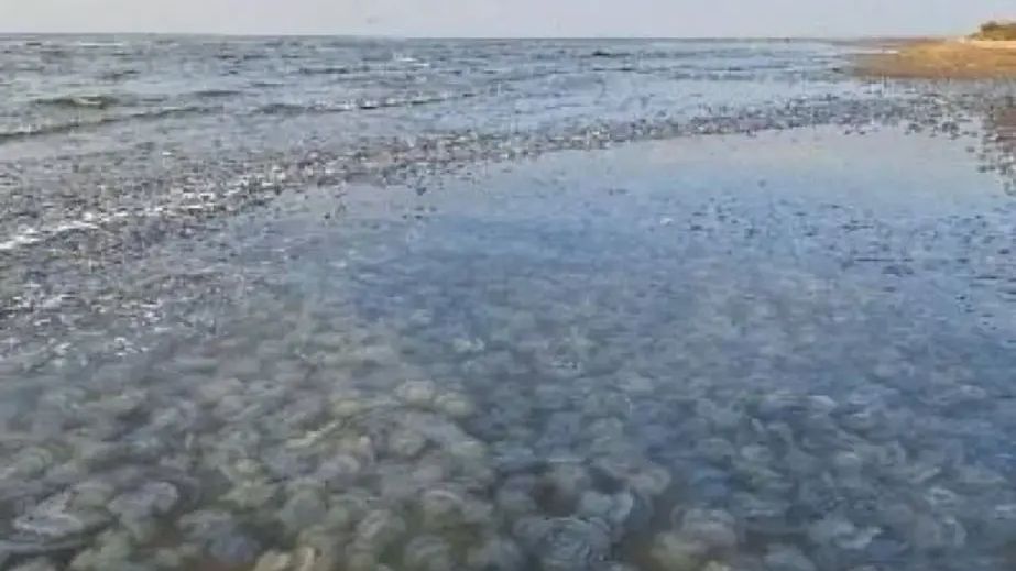 На Запорожье оккупанты начинают отлов медуз для производства коллагена