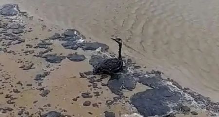 Розлив мазуту: узбережжю Азовського моря на Запоріжжі загрожує екологічна криза