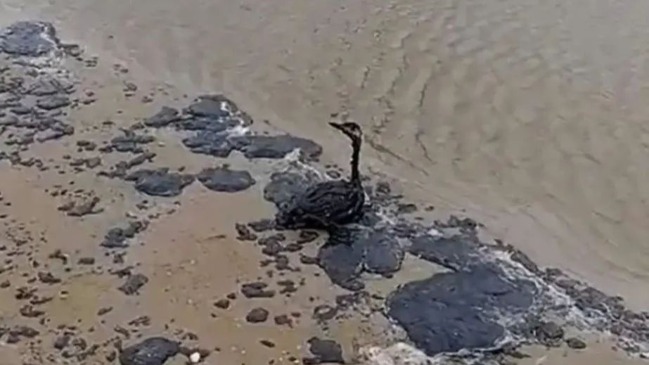 Розлив мазуту: узбережжю Азовського моря на Запоріжжі загрожує екологічна криза