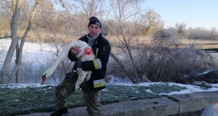 Примерзлого до криги лебедя врятували під Запоріжжям — як почувається