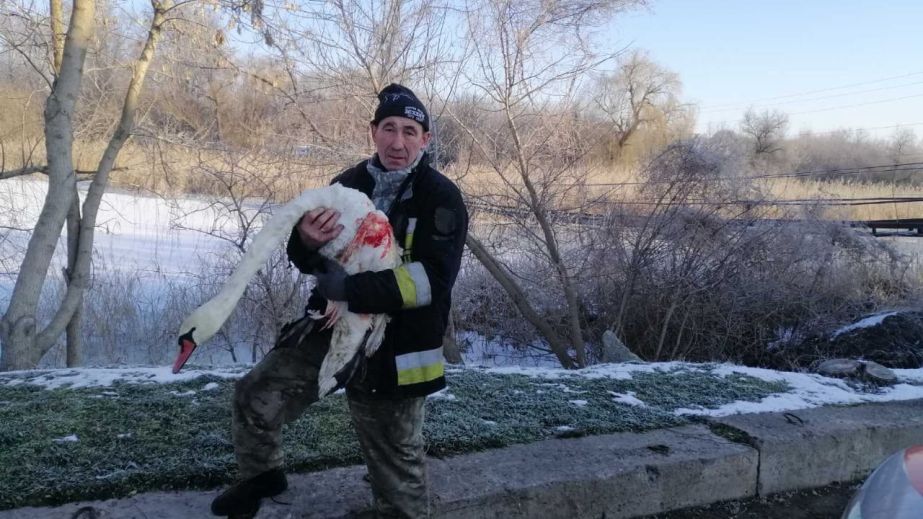 Примерзлого до криги лебедя врятували під Запоріжжям — як почувається