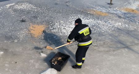 Лебедів та качок на замерзлій водоймі взяли під опіку пожежні в запорізькому селі