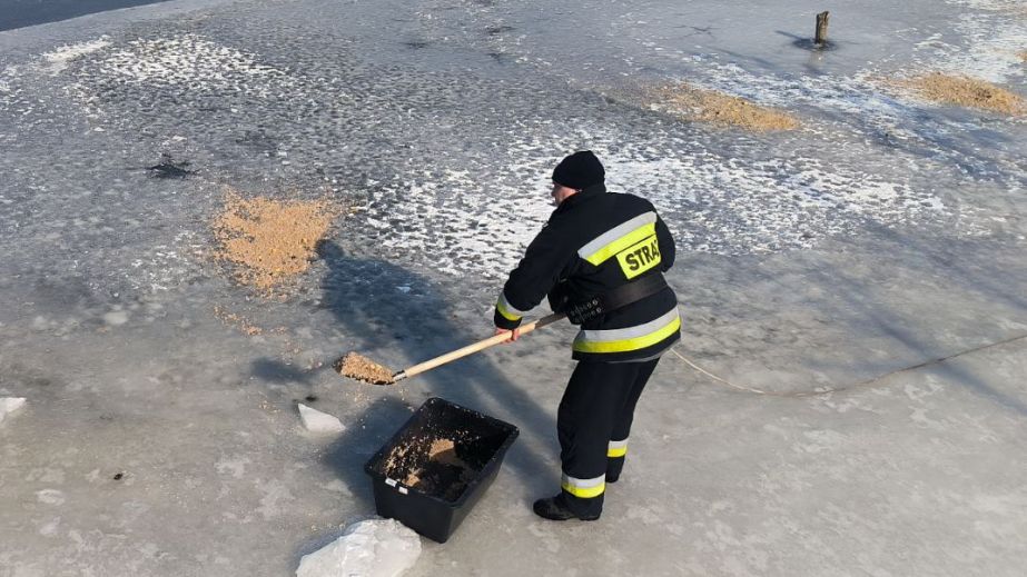 Лебедів та качок на замерзлій водоймі взяли під опіку пожежні в запорізькому селі