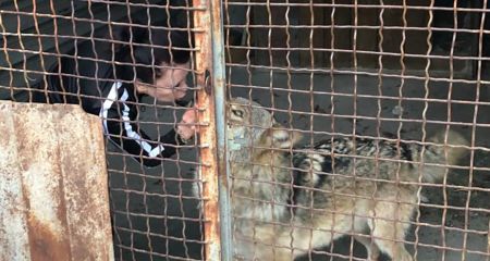 Вовка ловили у Запоріжжі – подробиці