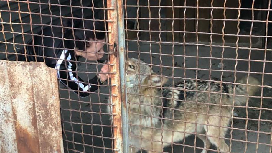 Вовка ловили у Запоріжжі – подробиці