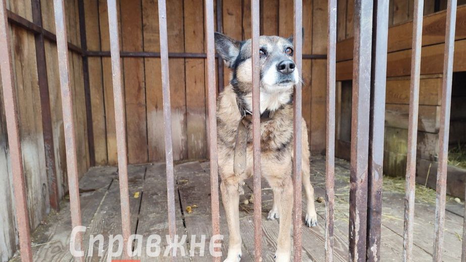 Певица Alyona Alyona посетила приют для животных в Запорожье &ndash; кадры