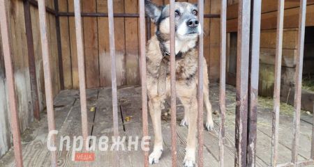 Певица Alyona Alyona посетила приют для животных в Запорожье &ndash; кадры