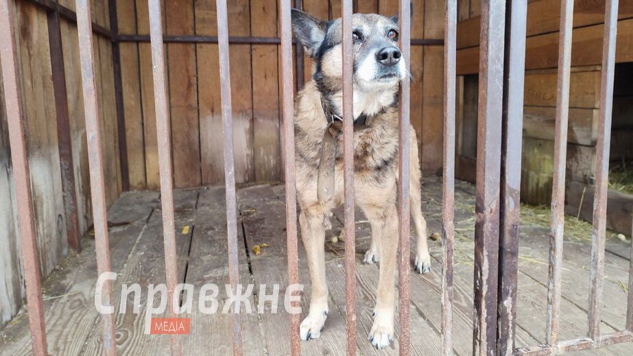 Певица Alyona Alyona посетила приют для животных в Запорожье &ndash; кадры