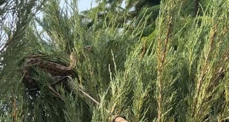 На змію в серед гілок туї наштовхнулася запорізька родина