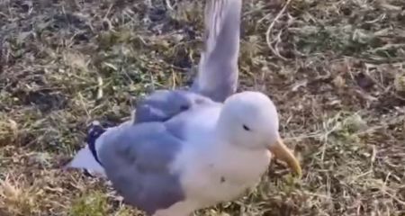 Раненому баклану помогли в Запорожье – кадры спасения