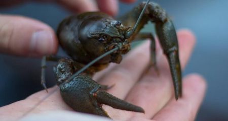 Ловить раков разрешили запорожцам – как и каких