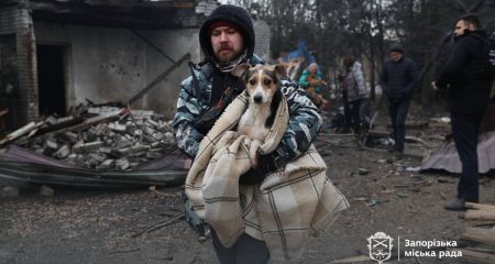 Российская атака повредила собачий приют в Запорожье: ранены животные